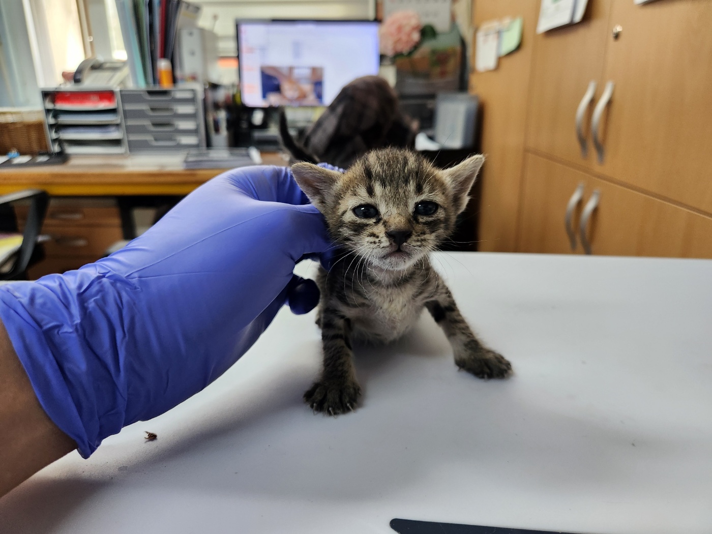 [고양이] 한국 고양이 광주-광산-2024-00282 유기동물 배경 이미지 입니다.